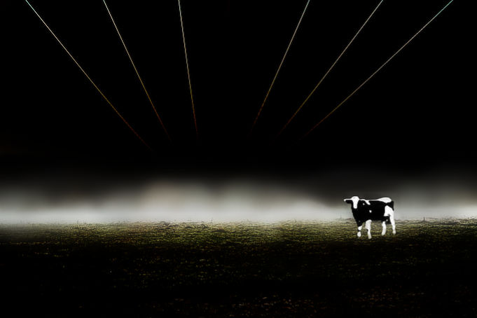 Schwarzbunte Verortungen